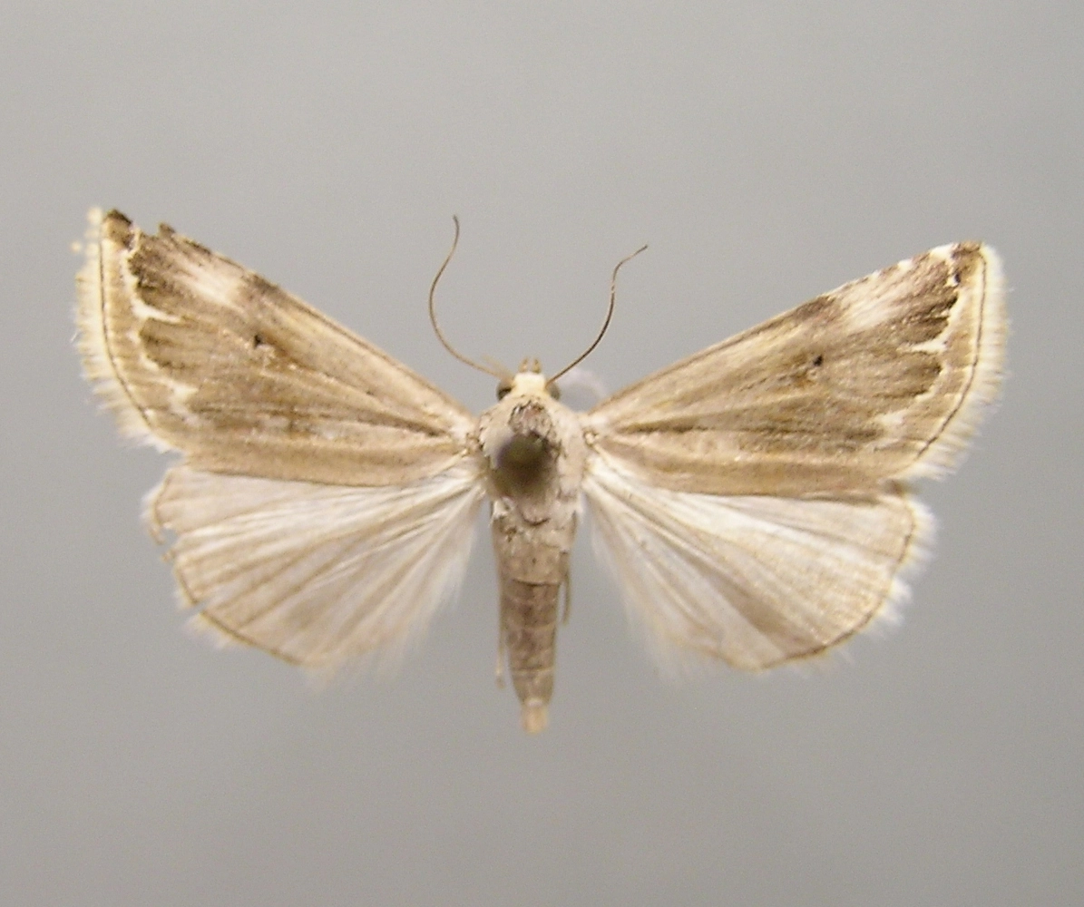 bleek purperuiltje, Eublemma ostrina, Han KS, coll. Naturalis, Leiden, 17834.jpg